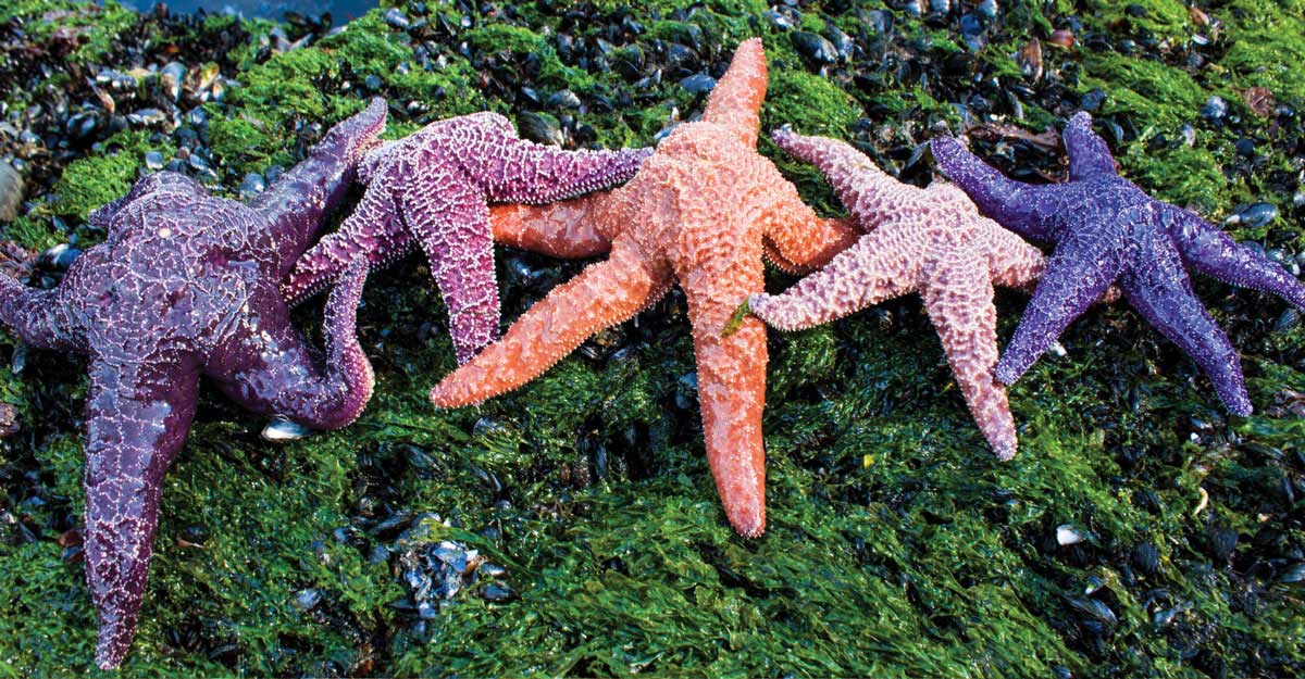 starfish - SeaChange Marine Conservation Society