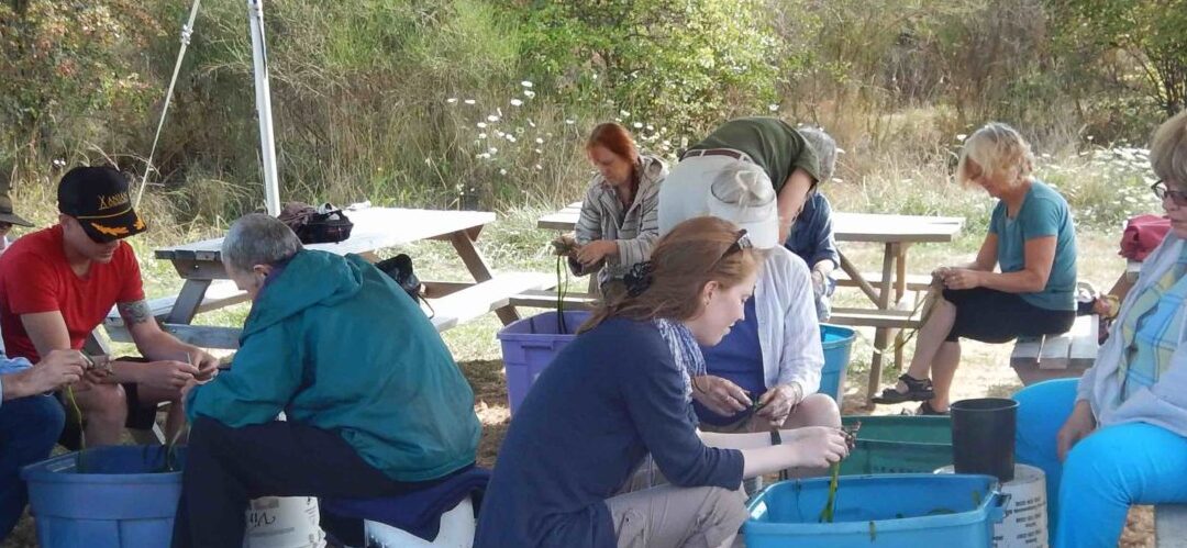 Eelgrass Restoration on Pender Island: Volunteers Needed!