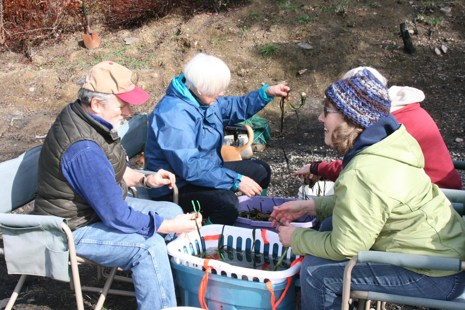 Preparing eelgrass shoots for transplant - SeaChange Marine