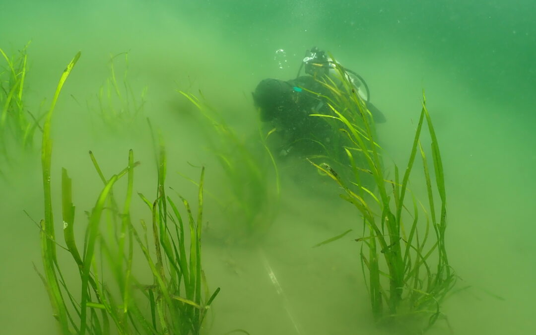Planting underwater gardens in the Salish Sea