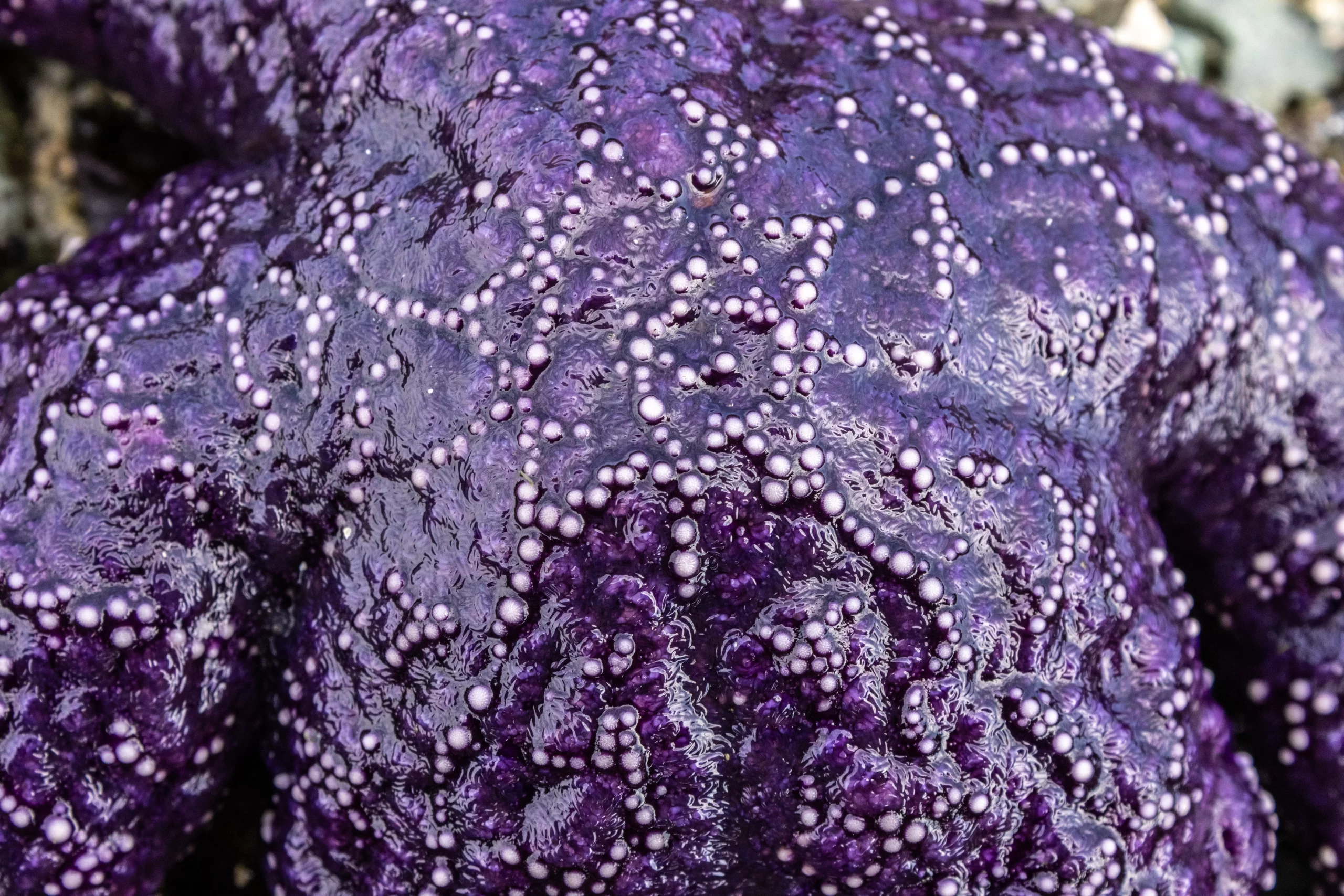 Ochre stare close up